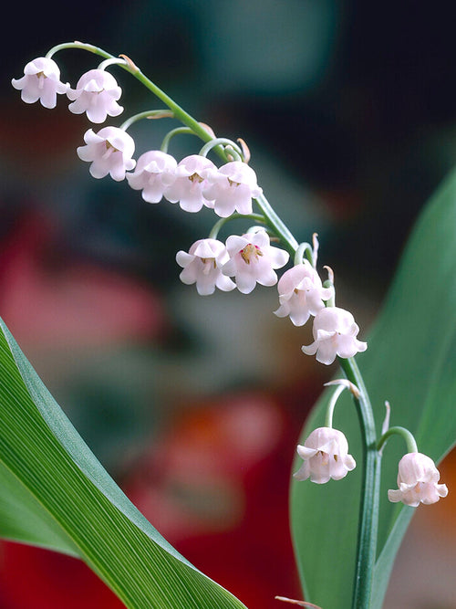 Convallaria Majalis Rosea (Konwalia majowa)