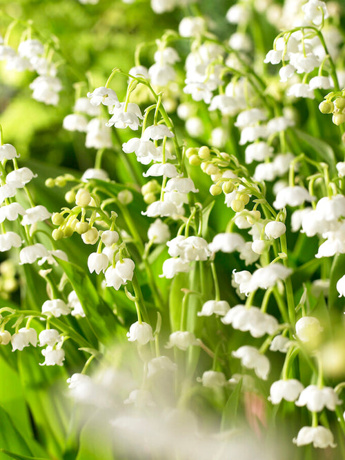 Kup Convallaria majalis (Konwalia majowa)