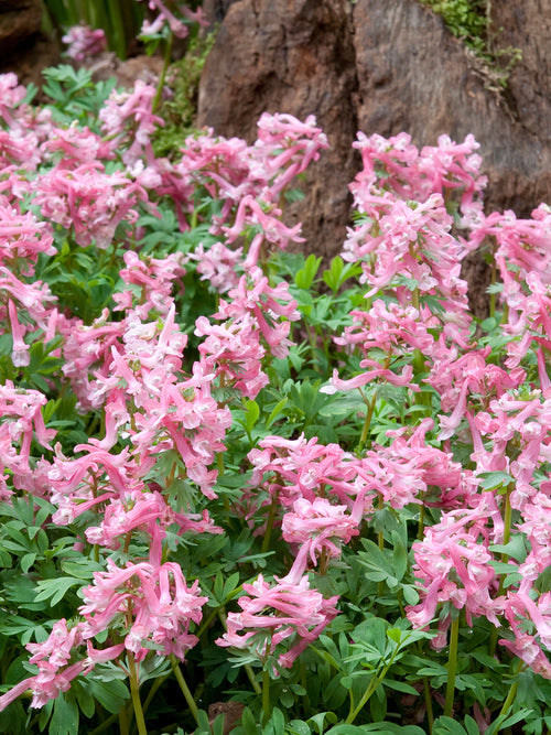 Corydalis solida ‘Beth Evans’ z jasnoróżowymi kwiatami w cienistym ogrodzie