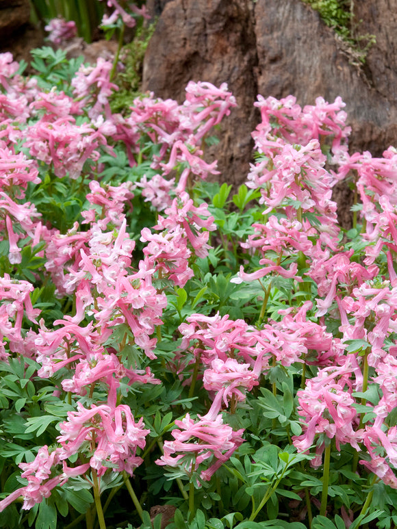 Corydalis solida ‘Beth Evans’ z jasnoróżowymi kwiatami w cienistym ogrodzie