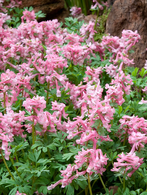 Corydalis solida ‘Beth Evans’ posadzona pod drzewami w ogrodzie leśnym