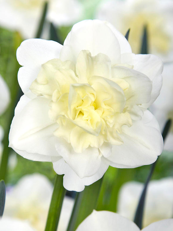 Kup Narcyz Easter Born