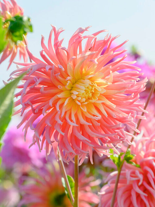 Dalia kaktusowa 'Alfred Grille' (Dahlia)