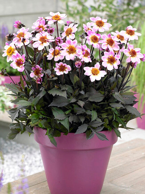 Dalia - Bulwy, cebulki, kłącza American Pie