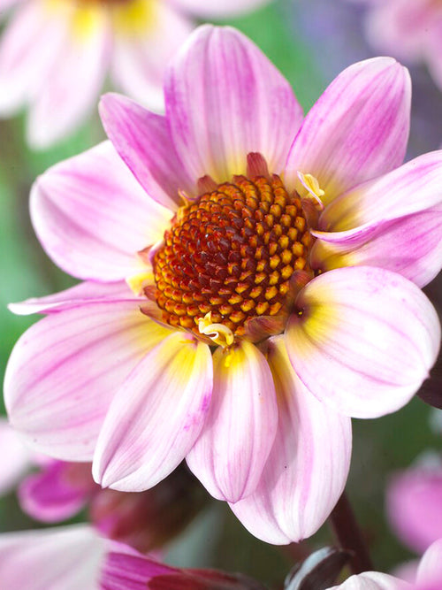 Dalia - Bulwy, cebulki, kłącza - American Pie