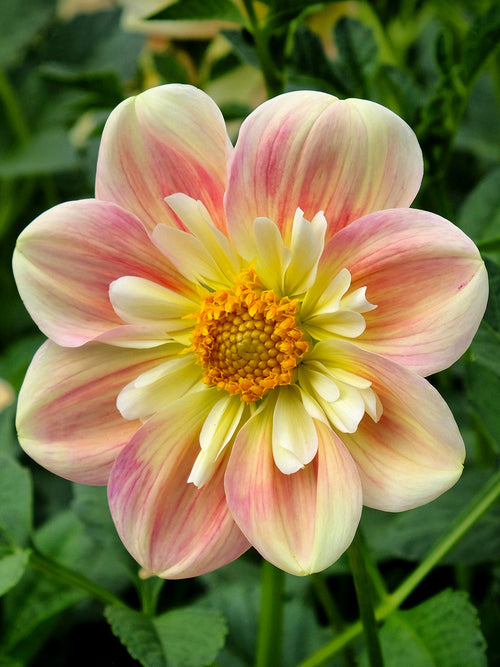 Dalia „April Heather” o pastelowych kwiatach w odcieniach moreli, kremu i różu.