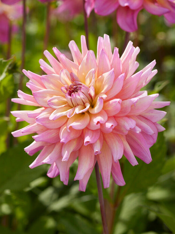 Dahlia Tubers Bahama Mama