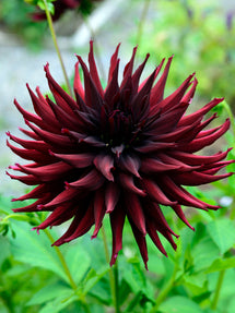 Dalia Black Narcissus