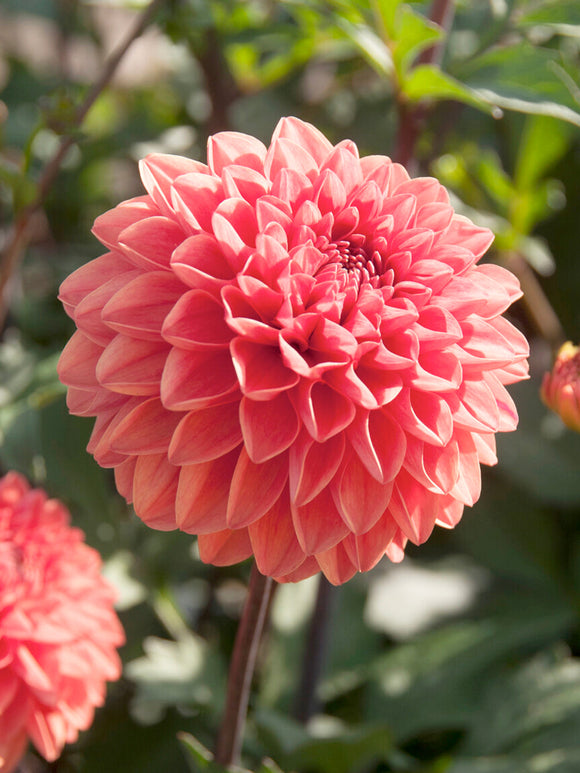 Dalia ‘Blitzer’ czerwona