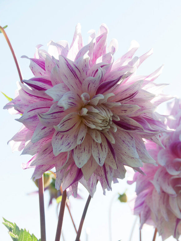 Kup Dalia Bristol Stripe - Bulwy, cebulki, kłącza