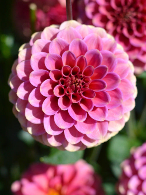 Kup Dalia - Bulwy, cebulki, kłącza Burlesca