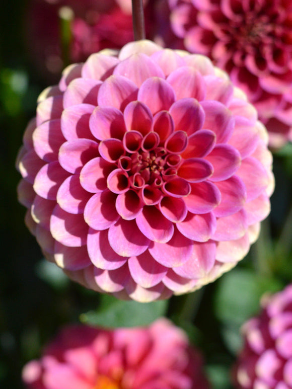 Kup Dalia - Bulwy, cebulki, kłącza Burlesca