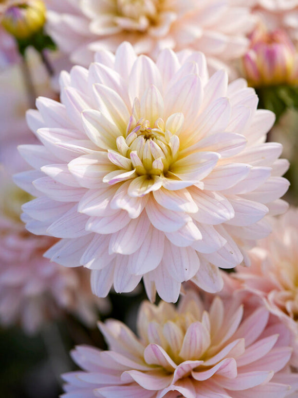 Kup Dalia - Bulwy, cebulki, kłącza Diana's Memory