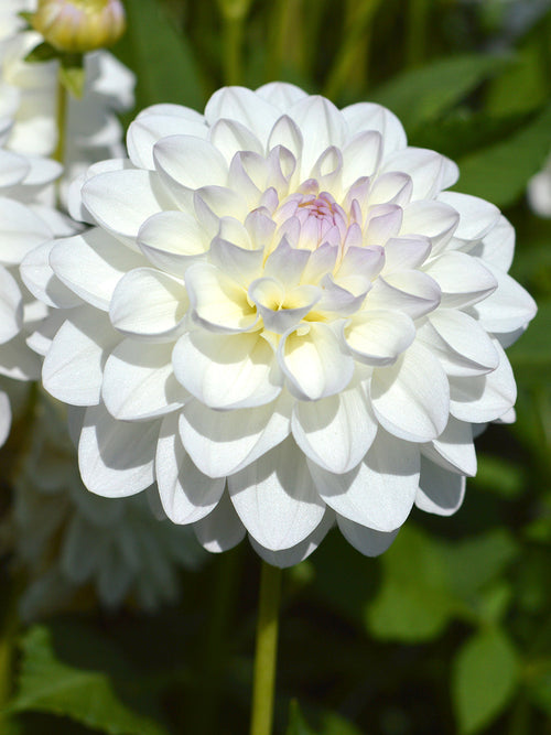 Dalia Eveline najwyższej jakości