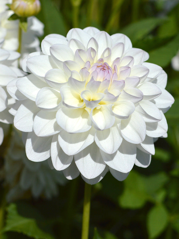 Dalia Eveline najwyższej jakości