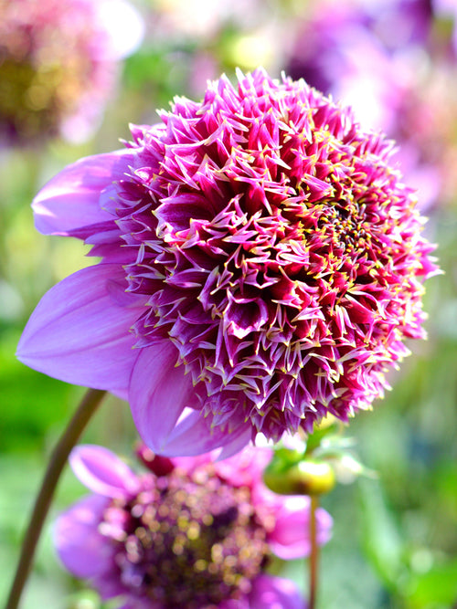 Dalia Fenna Baaij z Holandii