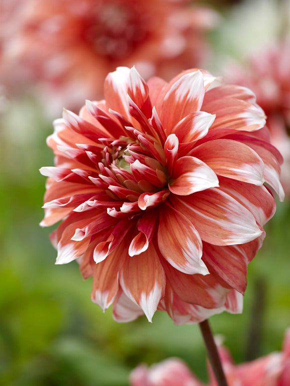 Dalia „Frost Nip” o ogromnym różowym kwiecie z białymi końcówkami płatków.