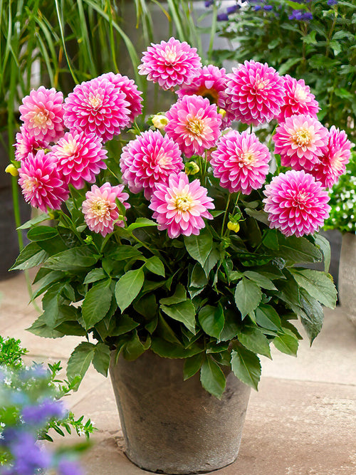 Dalia Gallery Rembrandt