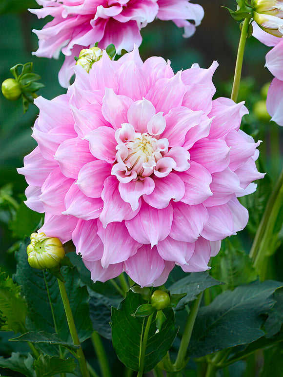 Dahlia Gitts Perfection