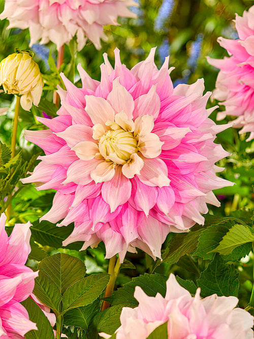 Dahlia Gitts Perfection