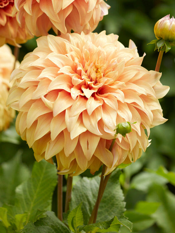 Dalia „Great Hercules” o ogromnych brzoskwiniowo morelowych kwiatach.