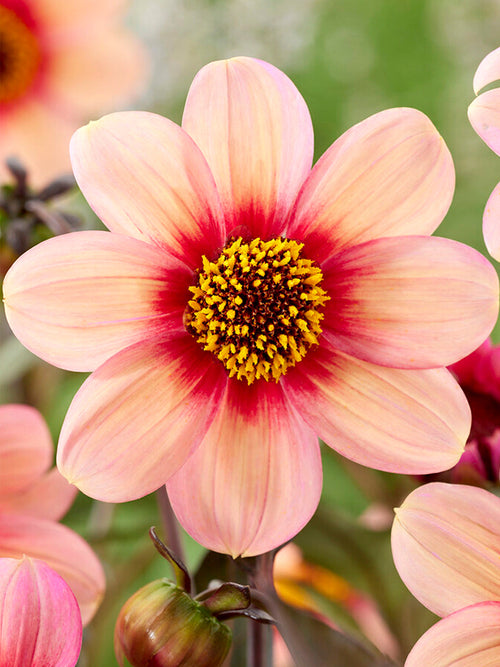 Zamów Dalia HS Kiss z Holandii