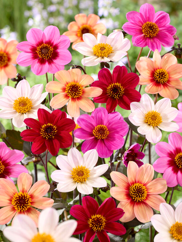 Dahlia Happy Single Mix – kolorowe dalie o pojedynczych kwiatach z ciemnym ulistnieniem