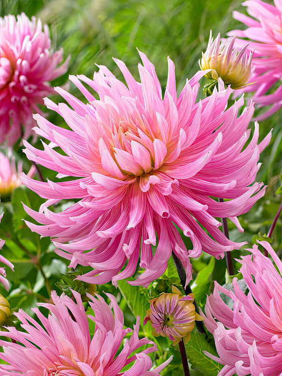 Dahlia Hollyhill Cotton Candy