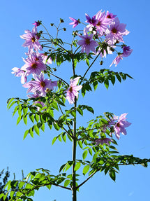 Dalia Imperialis (Dalia drzewiasta)