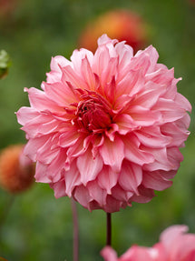 Dalia Islander