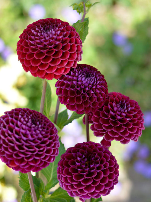 Dalia Ivannetti z Holandii