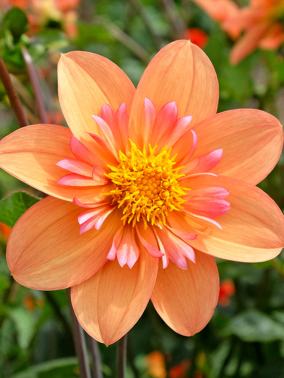 Dalia Kelsey Annie Joy