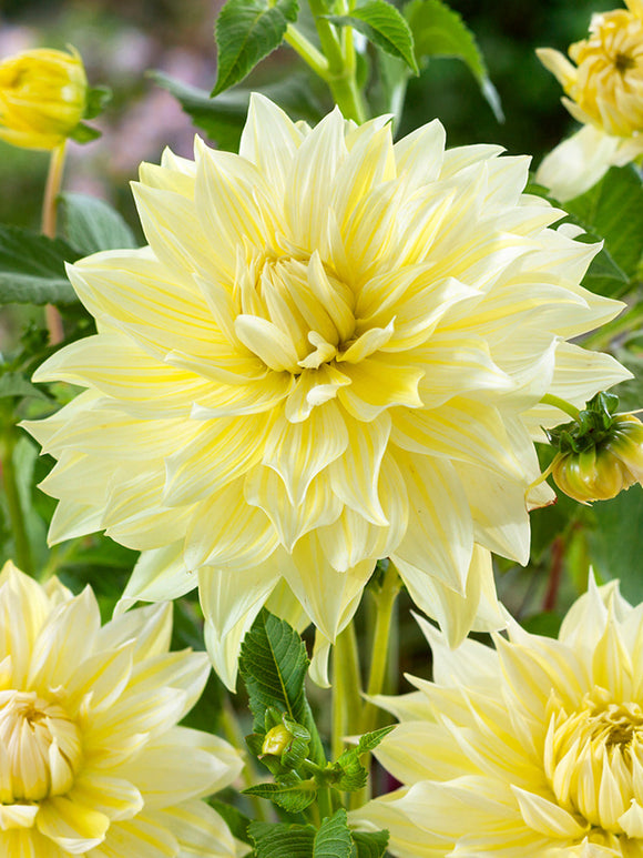 Dalia La Luna z wysyłką na wiosnę