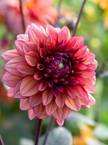 Dalia Molly Raven
