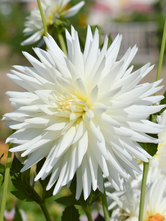 Dalia My Love z Holandii