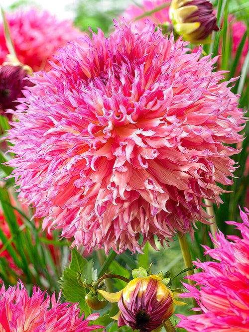 Dahlia Myrtle's Folly