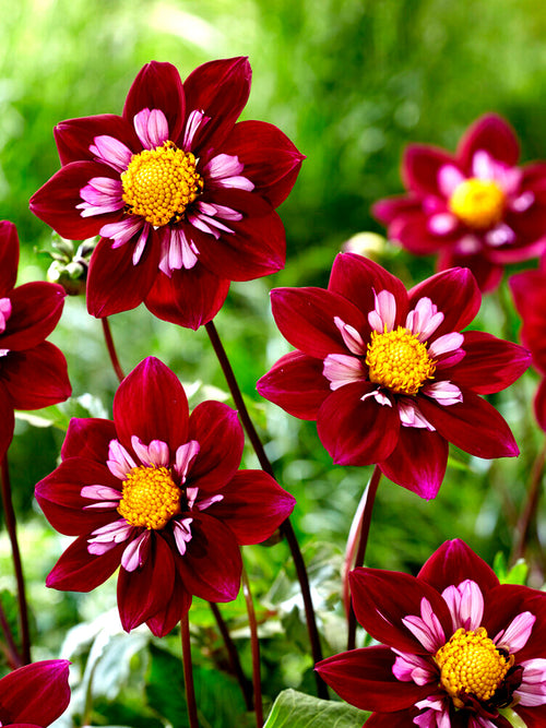 Dalia Night Butterfly z wysyłką na wiosnę