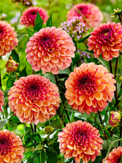 Dahlia Palmares