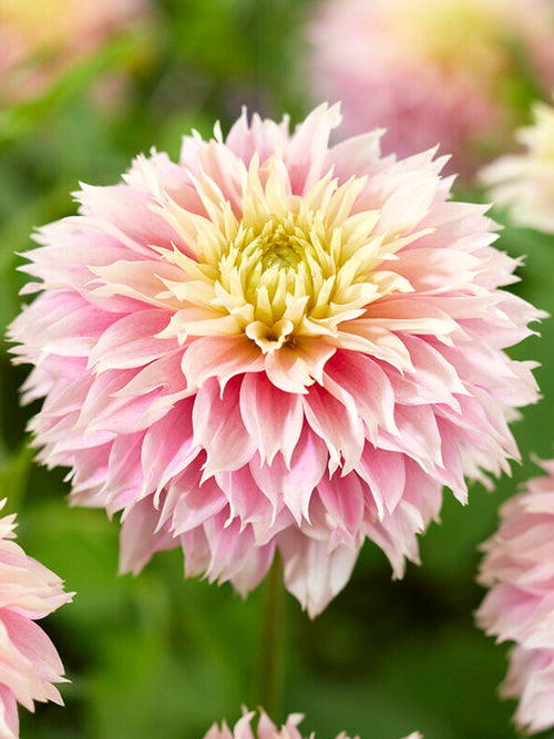Dalia Pink Impact z Holandii