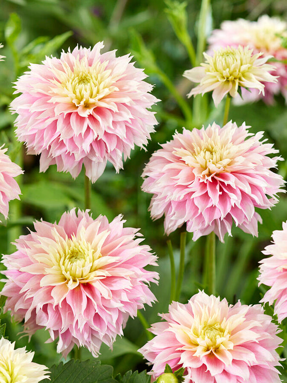 Dalia Pink Impact