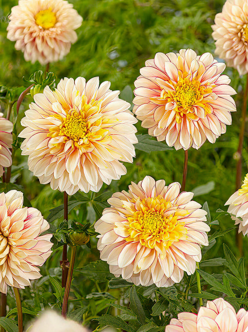 Dahlia Polka