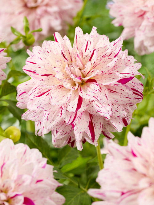 Dalia Prince Valiant