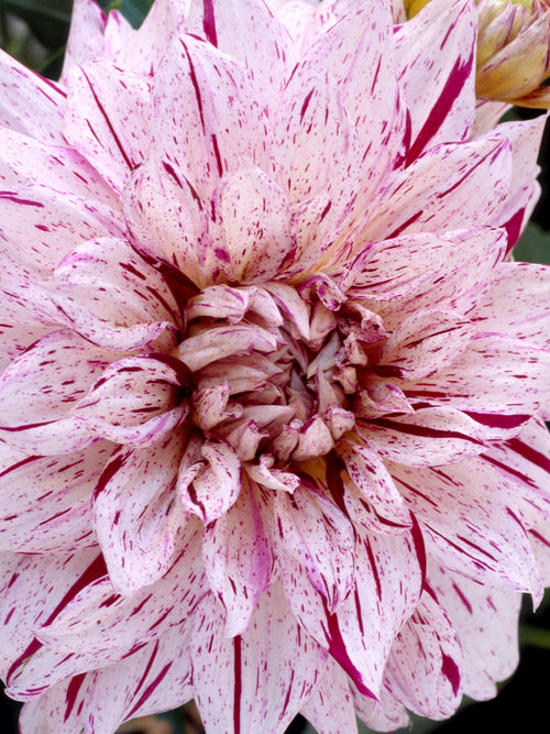 Dalia Prince Valiant