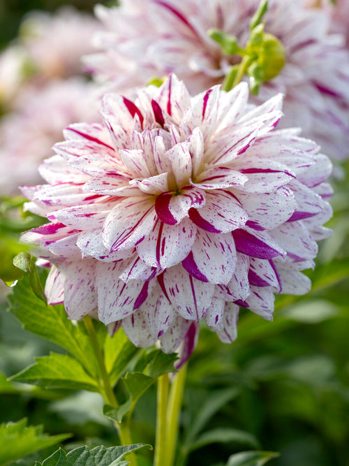 Dalia Prince Valiant