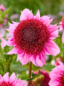 Dalia Raspberry Puff