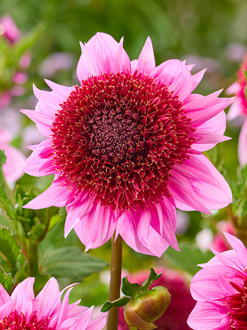 Dahlia Raspberry Puff