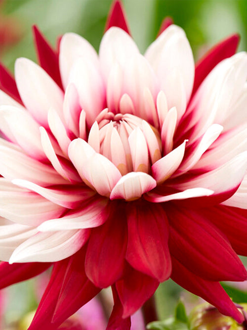 Dalia Rebecca's World - Dalie Bulwy