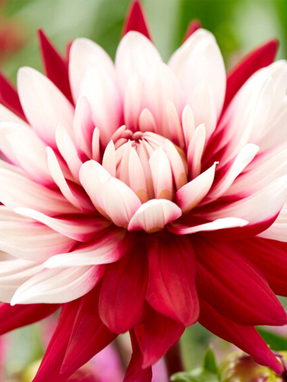 Dalia Rebecca's World - Dalie Bulwy