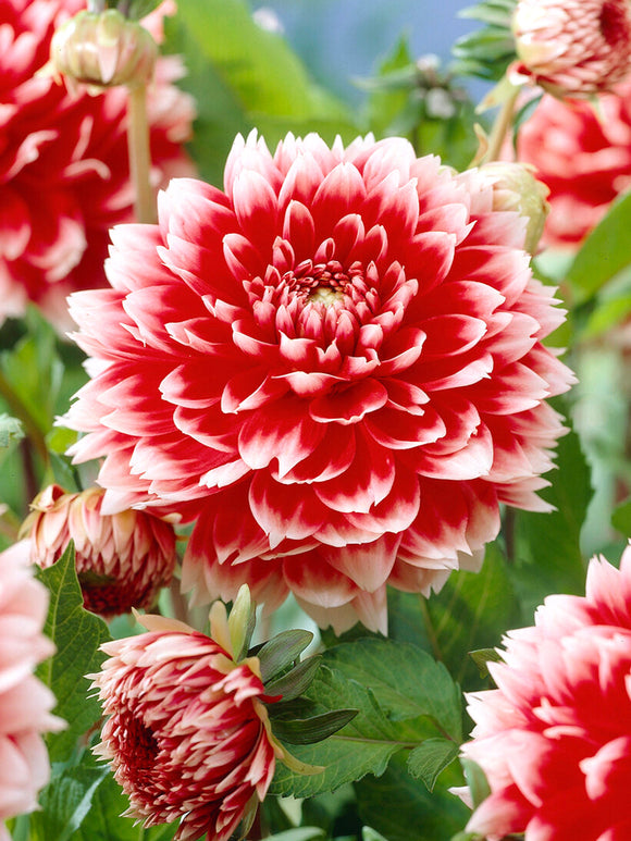 Dwukolorowa dalia fimbriata Red and White Fubuki