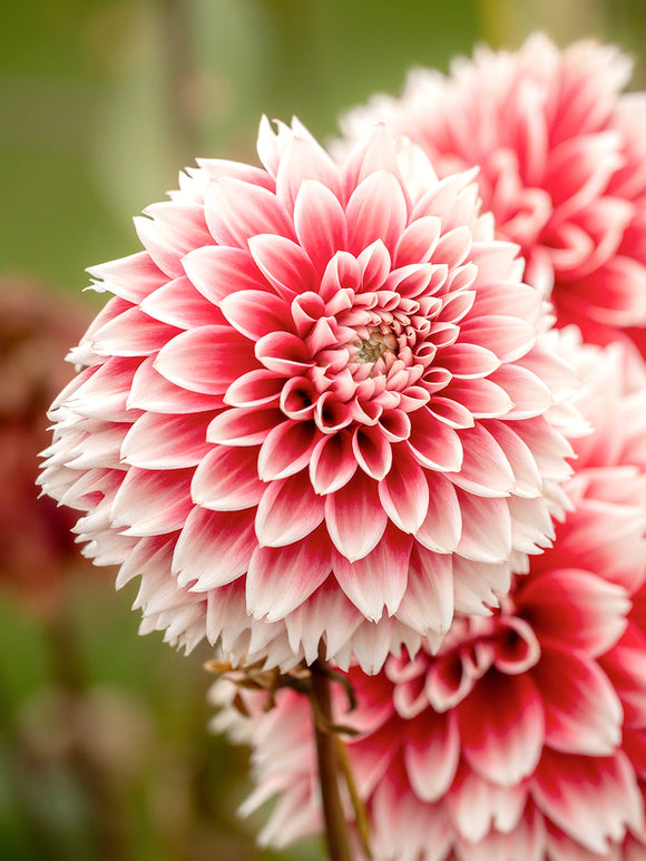 Dalia Red and White Fubuki o czerwono-białych kwiatach